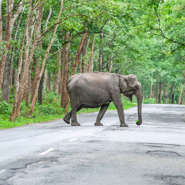 WEEKEND AT WAYANAD.jpg